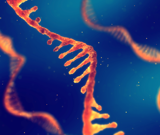 Single strand ribonucleic acid, RNA research and therapy.
