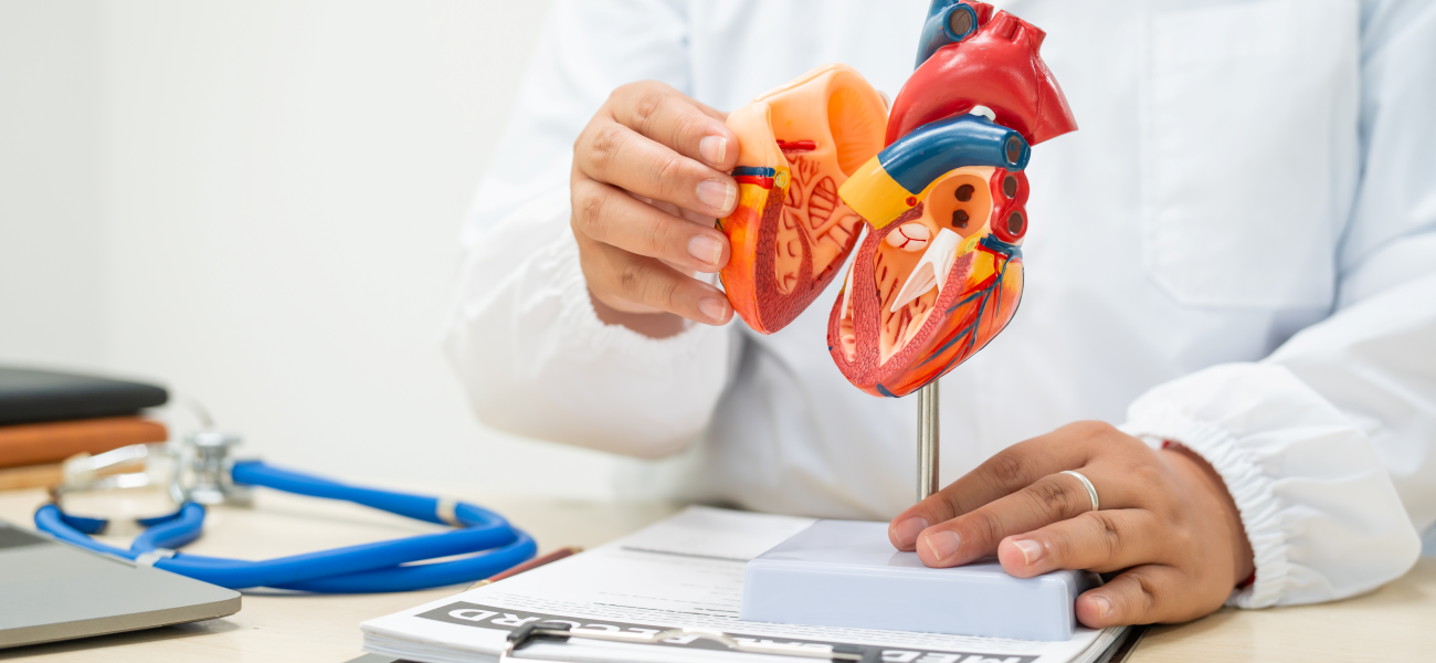 A doctor holding a model of a heart