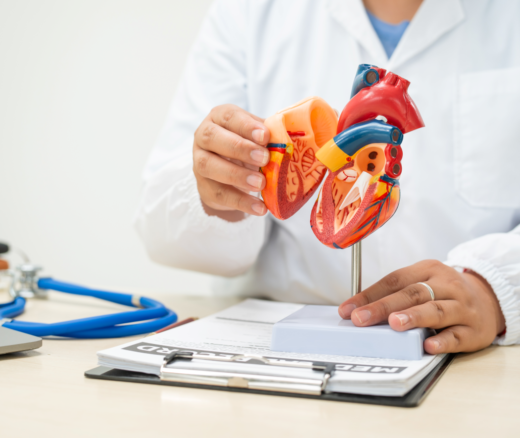 A doctor holding a model of a heart